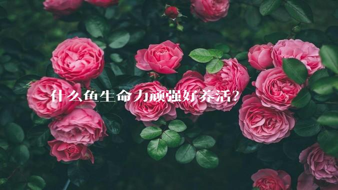 什么鱼生命力顽强好养活？